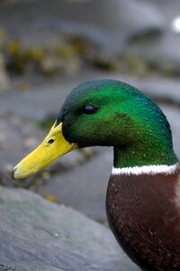 Drake animal animal portrait