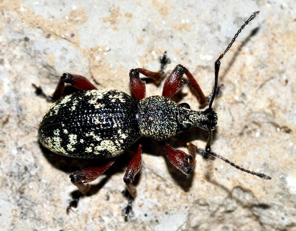 Otiorhynchus-lepidopterus-05-fws