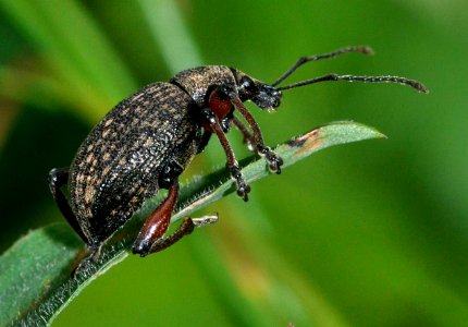 Otiorhynchus-geniculatus-05-fws