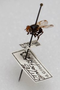 Otites bimaculata, with labels