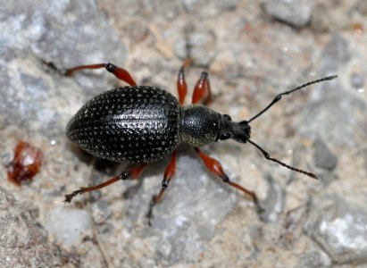 Otiorhynchus-niger-01-fws