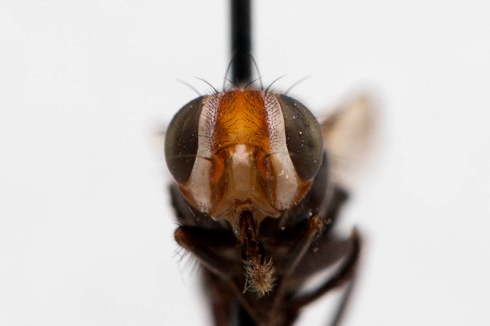 Otites bimaculata, frontal view
