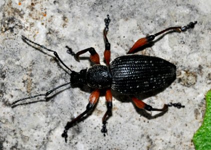 Otiorhynchus-sensitivus-01-fws