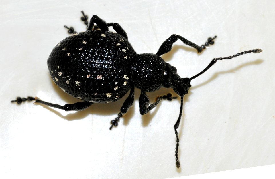 Otiorhynchus-gemmatus-11-fws