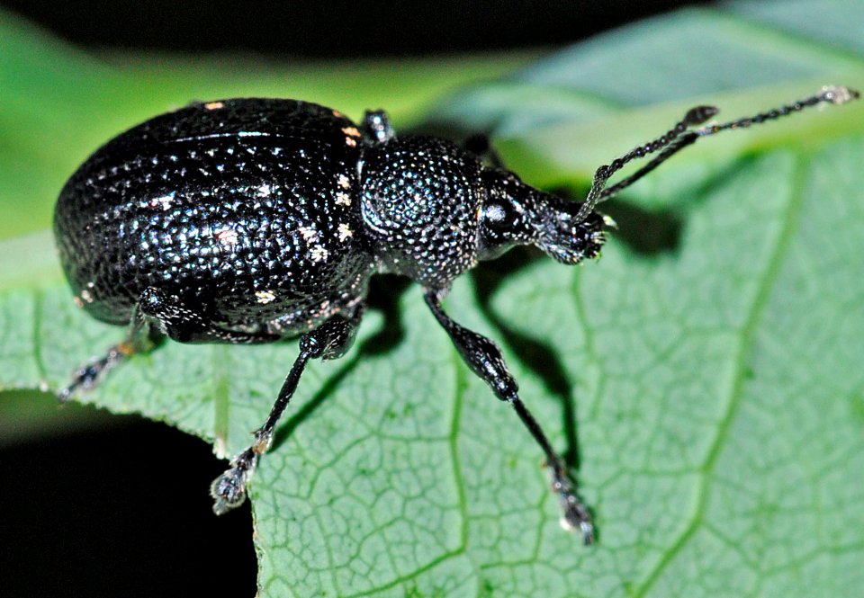 Otiorhynchus-gemmatus-02-fws
