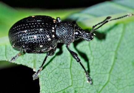Otiorhynchus-gemmatus-02-fws