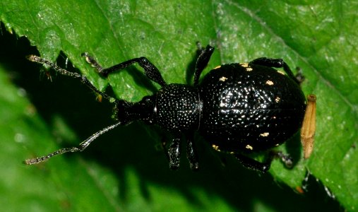 Otiorhynchus-gemmatus-08-fws