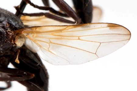 Otites pyrrhocephala, wing