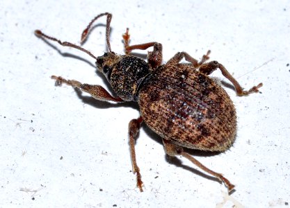 Otiorhynchus-crataegi-01-fws