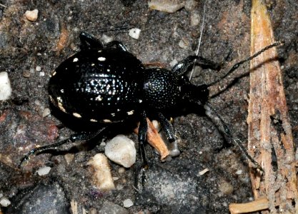 Otiorhynchus-gemmatus-05-fws