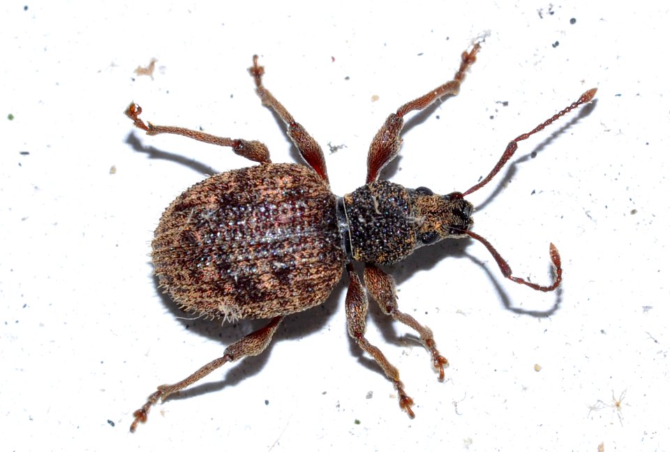 Otiorhynchus-crataegi-04-fws