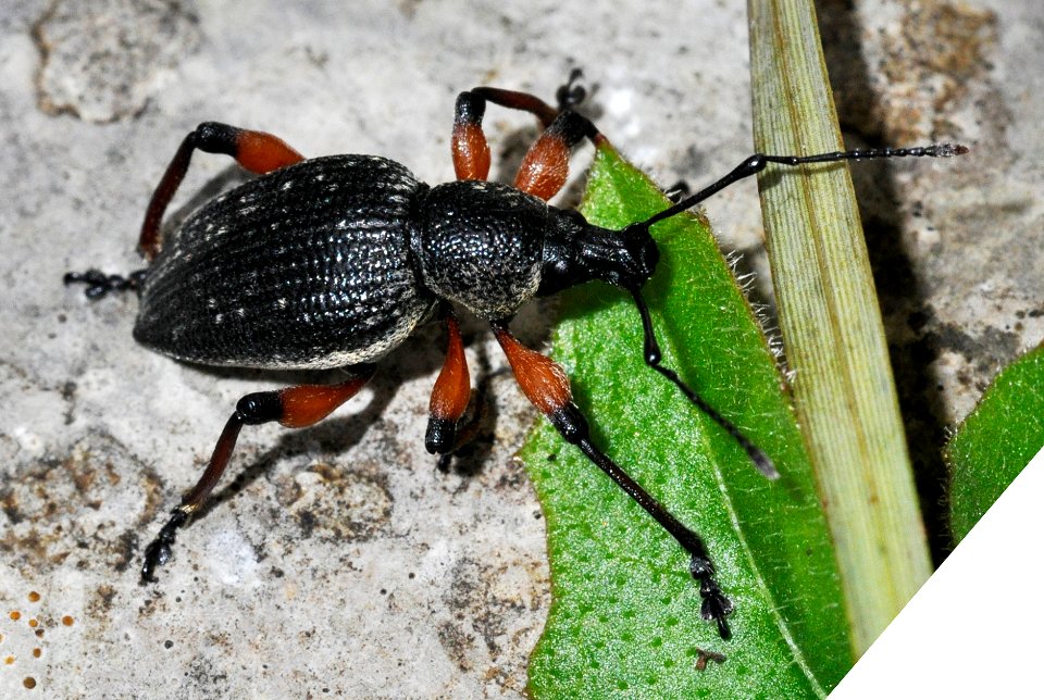 Otiorhynchus-sensitivus-05-fws