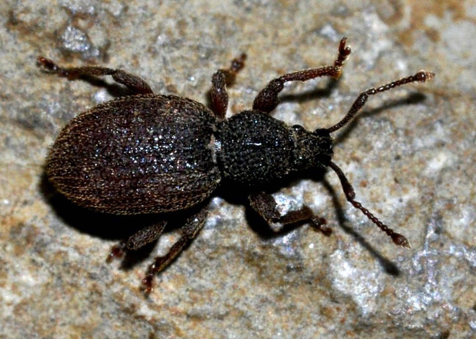 Otiorhynchus-pauxillus-01-fws