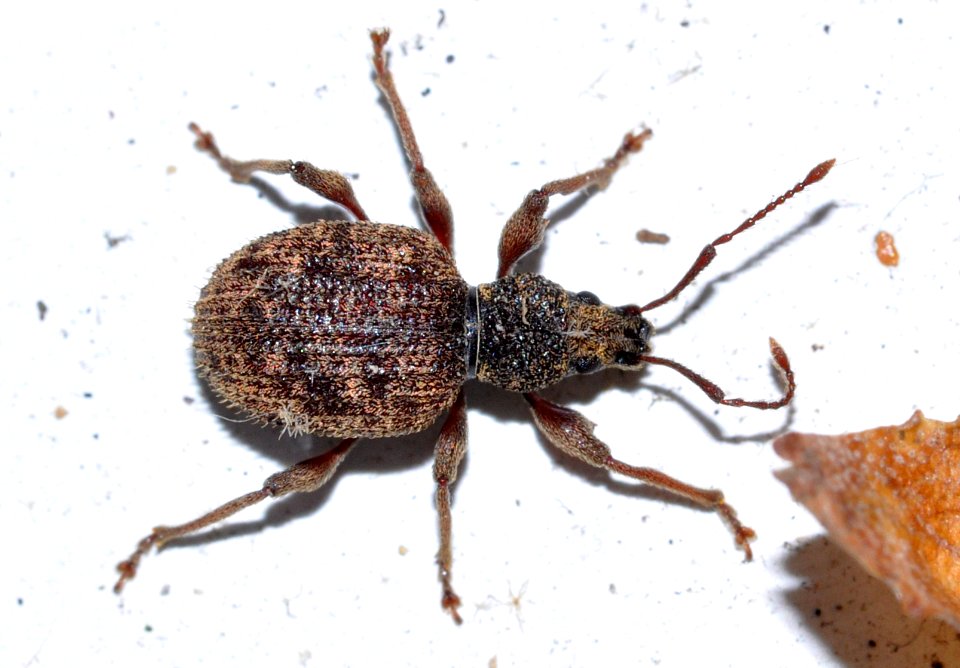 Otiorhynchus-crataegi-05-fws