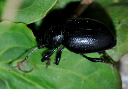 Otiorhynchus-fuscipes-02-fws