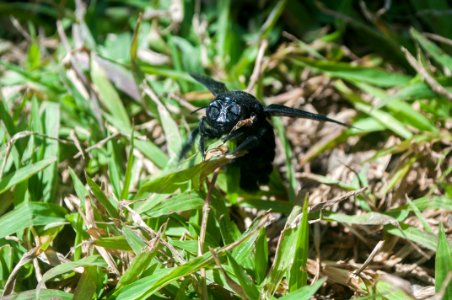 Osmia from Venezuela