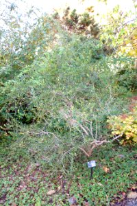 Osmanthus delavayi - Quarryhill Botanical Garden - DSC03348