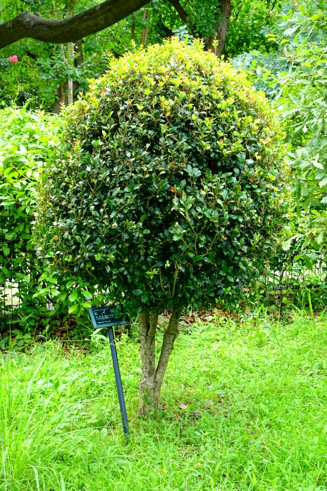 Osmanthus heterophyllus - Urban Greening Botanical Garden - Kiba Park - Koto, Tokyo, Japan - DSC05298
