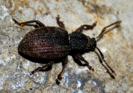 Otiorhynchus-pauxillus-02-fws
