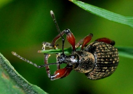 Otiorhynchus-geniculatus-03-fws