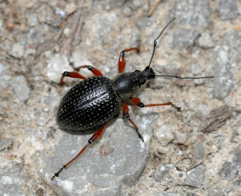 Otiorhynchus-niger-02-fws