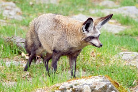 Otocyon.megalotis.Tierpark.Friedrichsfelde