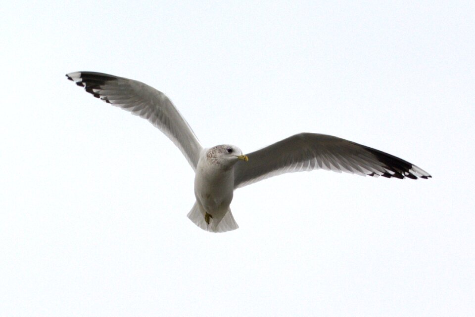 Bird laridae north sea - Free photos on creazilla.com