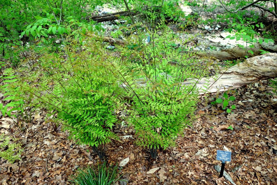 Osmunda regalis - Jenkins Arboretum - DSC00637