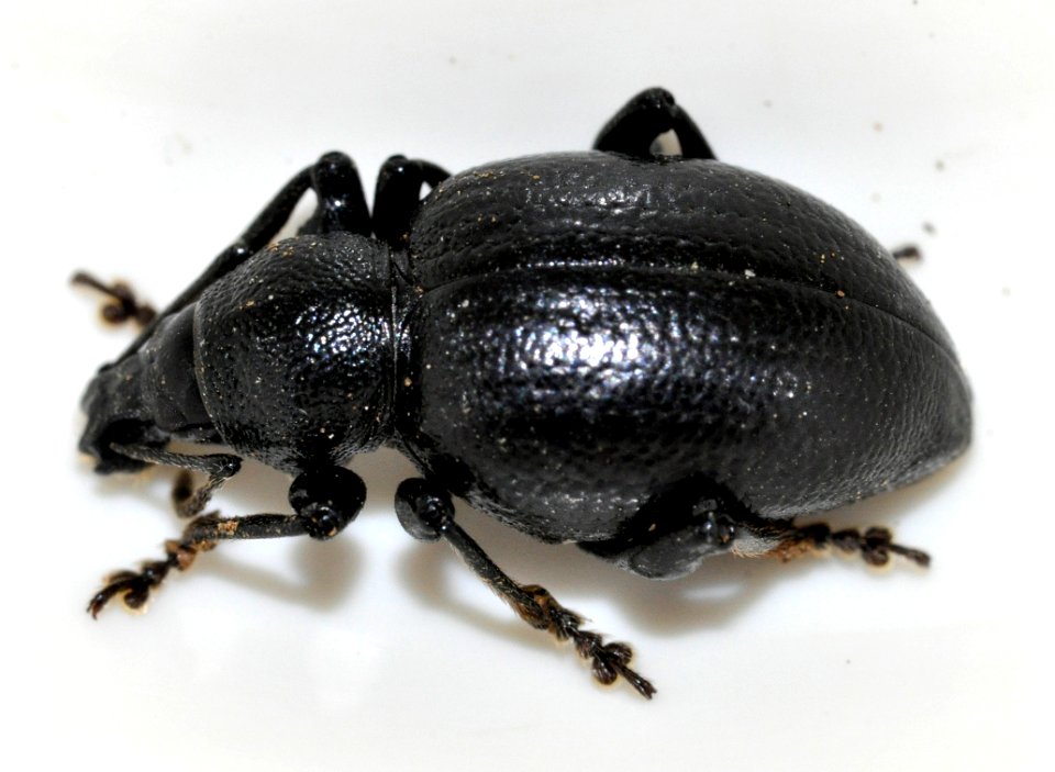 Otiorhynchus-fuscipes-04-fws