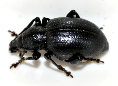 Otiorhynchus-fuscipes-04-fws