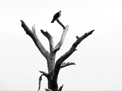 Osprey, Jamestown Island, 2014-03-19, 02 bw