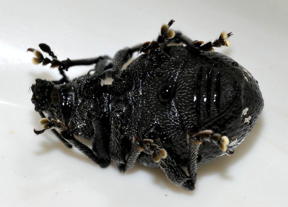 Otiorhynchus-gemmatus-12-fws
