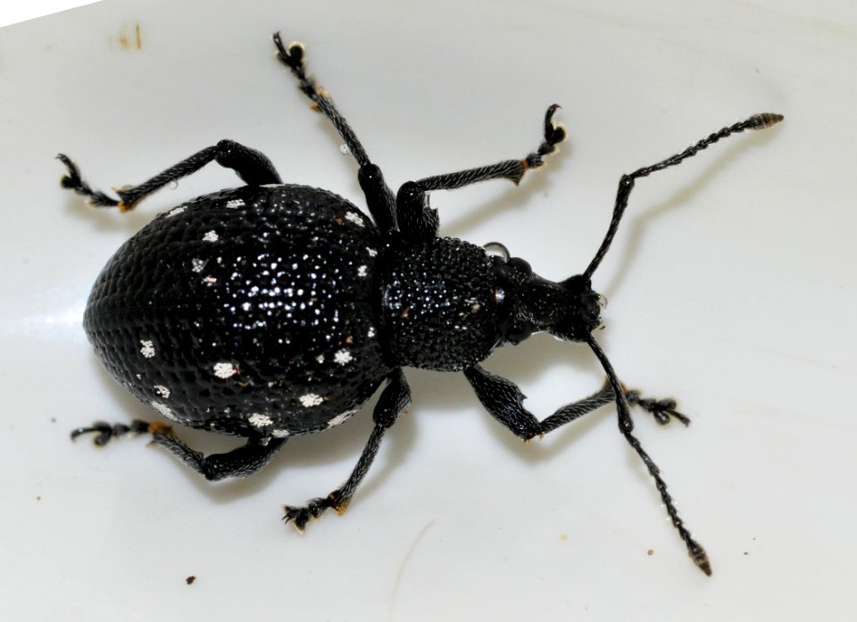 Otiorhynchus-gemmatus-14-fws