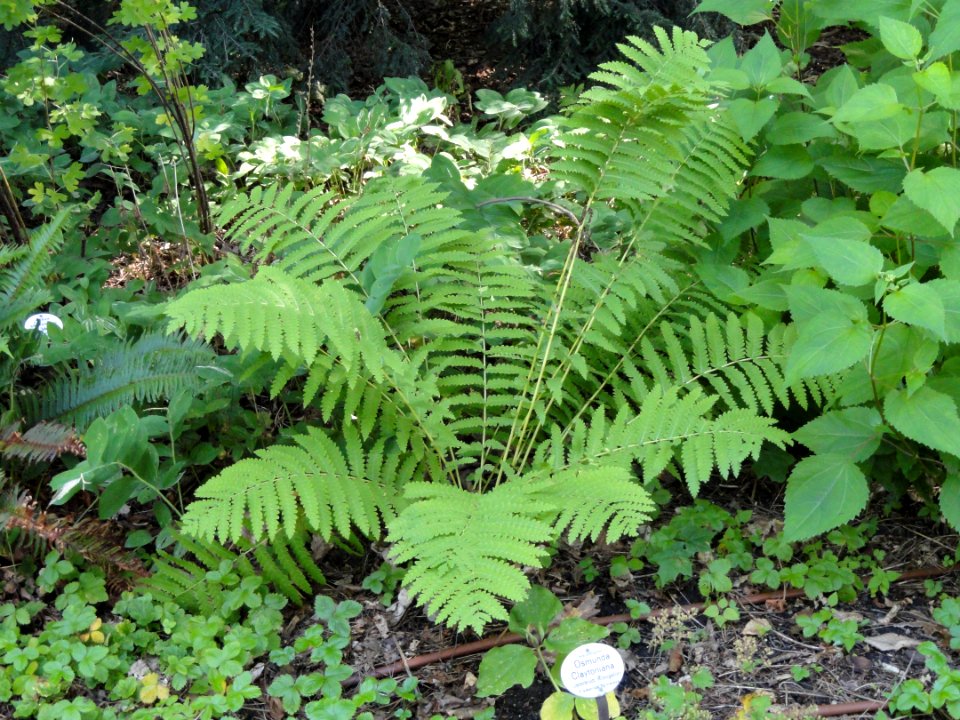 Osmundastrum claytonianum - Botanischer Garten, Frankfurt am Main - DSC02568