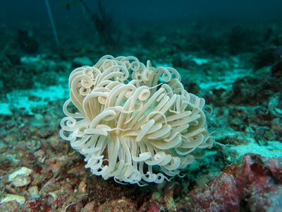 Underwater reef coral photo