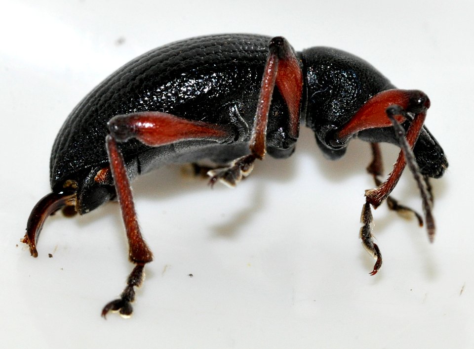 Otiorhynchus-tenebricosus-12-fws