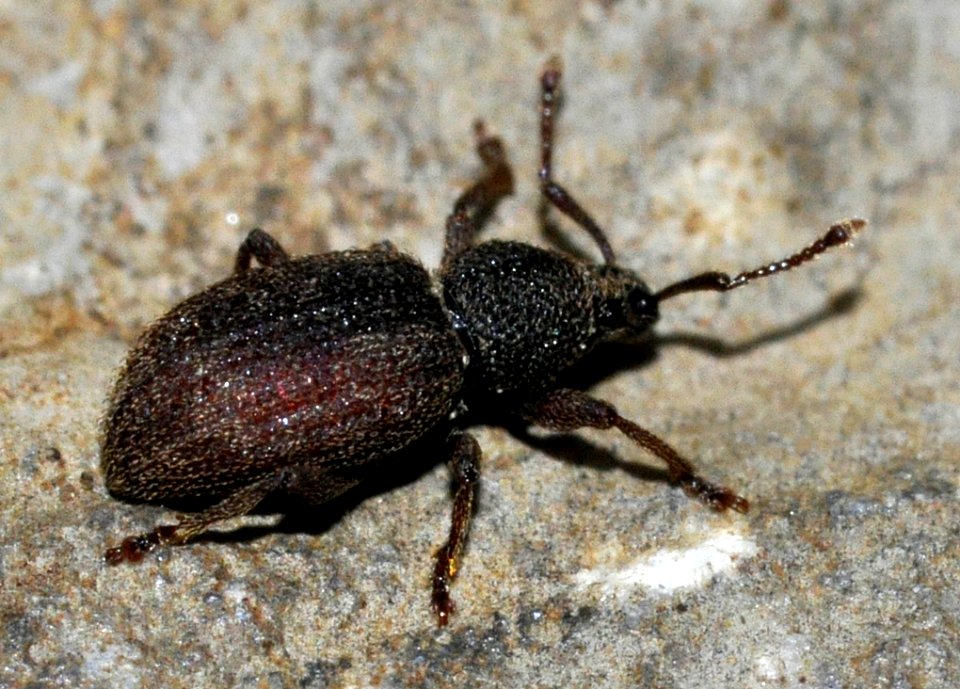 Otiorhynchus-pauxillus-04-fws