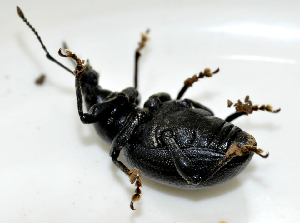 Otiorhynchus-fuscipes-05-fws