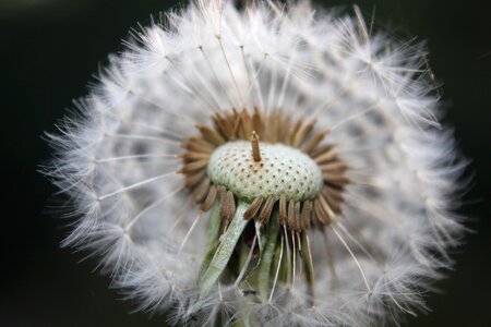 Dandelion nature faded dandelion photo