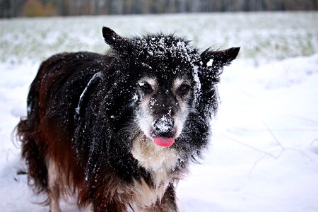 Dog in the snow collie herding dog photo