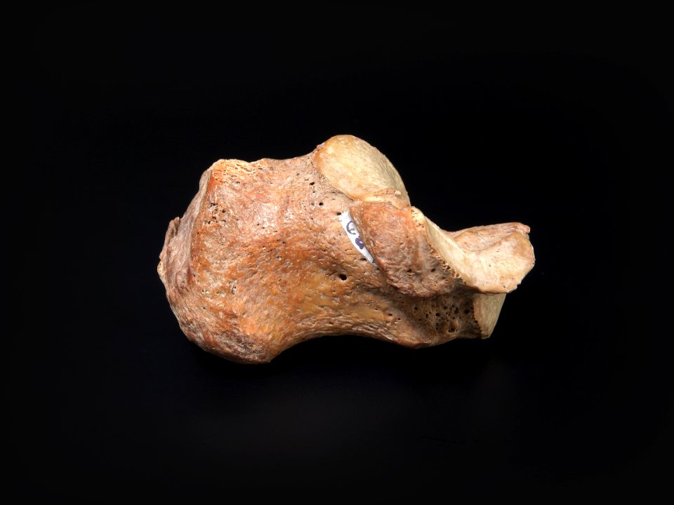 Ossa pedis (sin) - calcaneus (medial view detail)