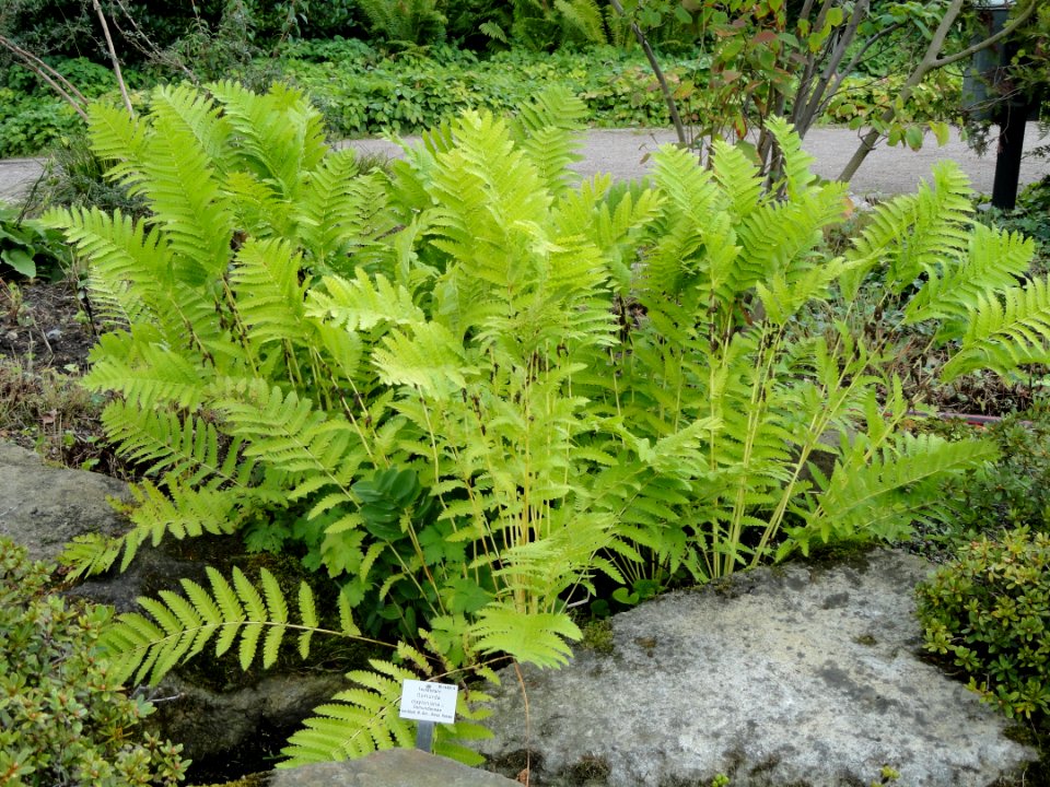 Osmunda claytoniana - Palmengarten Frankfurt - DSC02003