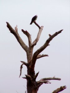Osprey, Jamestown Island, 2014-03-19, 01