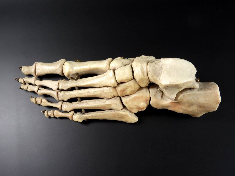 Ossa pedis (sin) - superior view