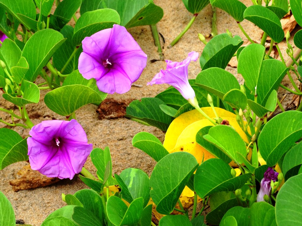 Beach tropical nature