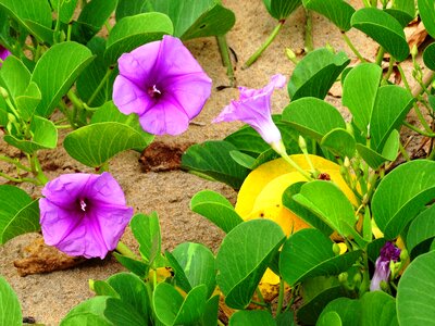 Beach tropical nature