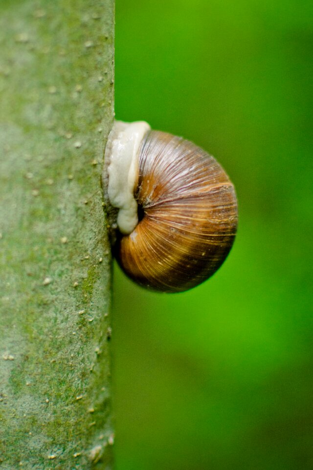 Snail tree green