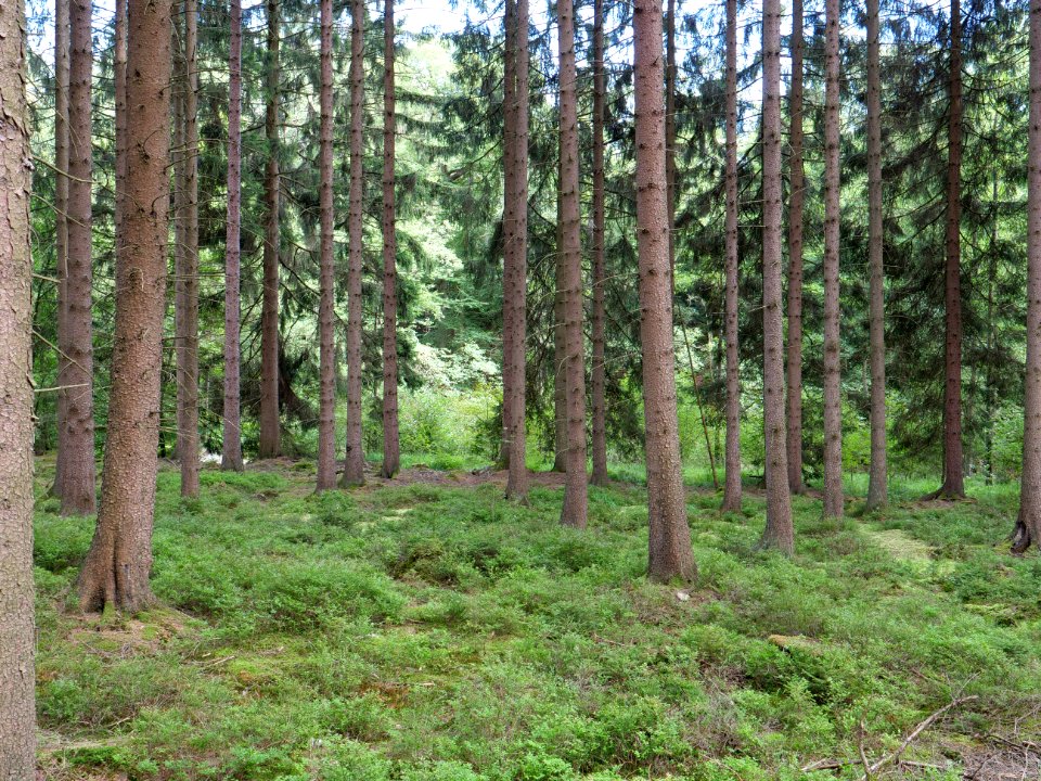 Osthertogenwald 48