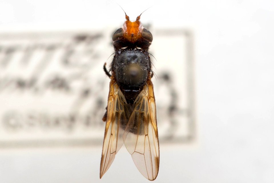 Otites bimaculata, dorsal view