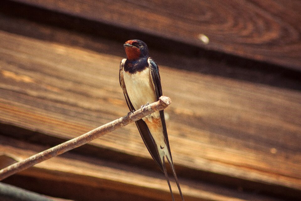 Wild birds swallow birds